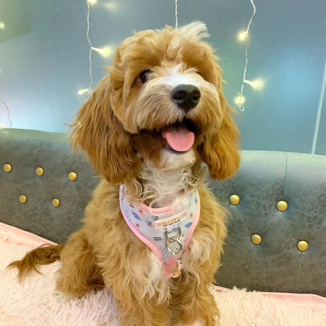 Summer Bloom Harness