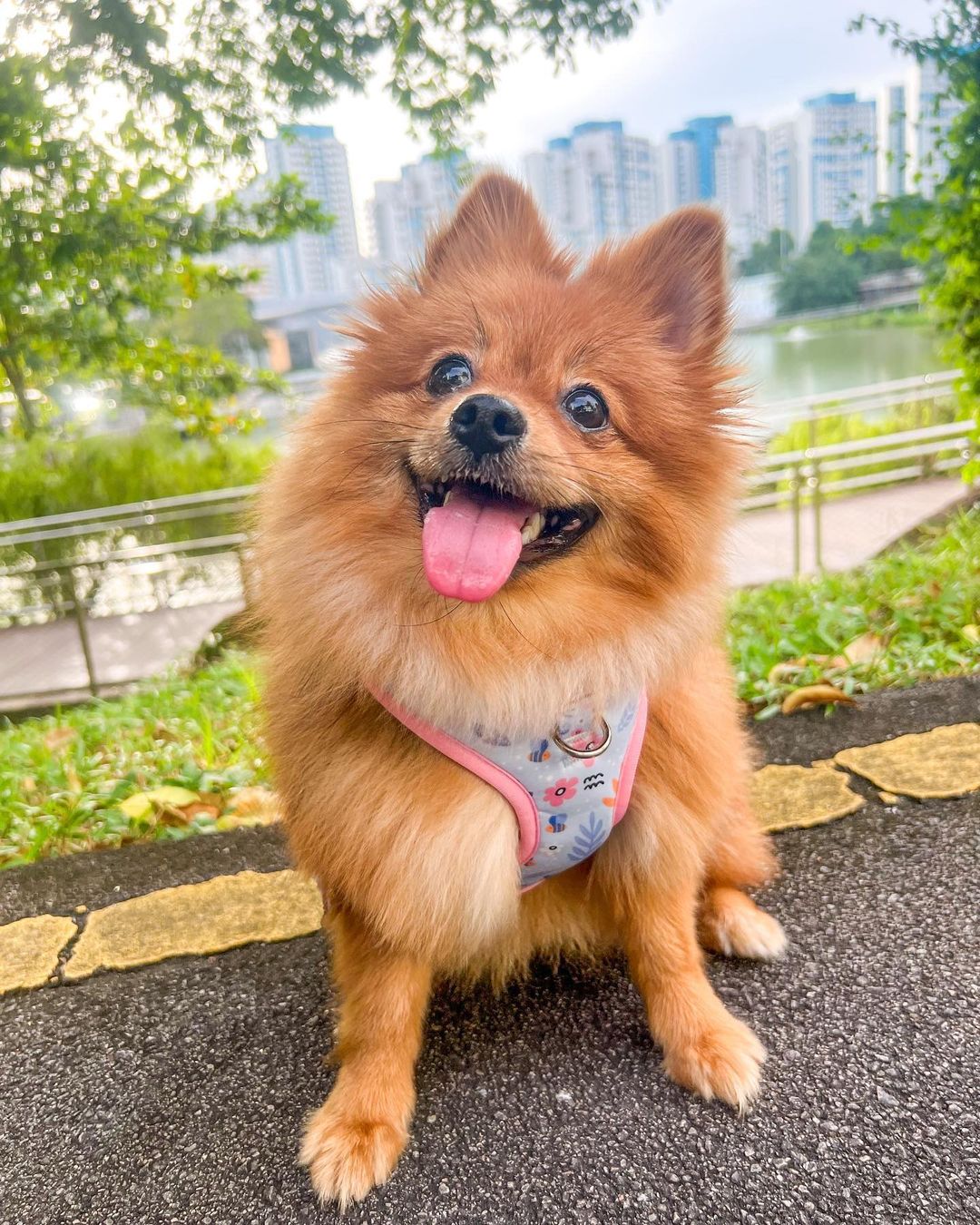 Summer Bloom Harness
