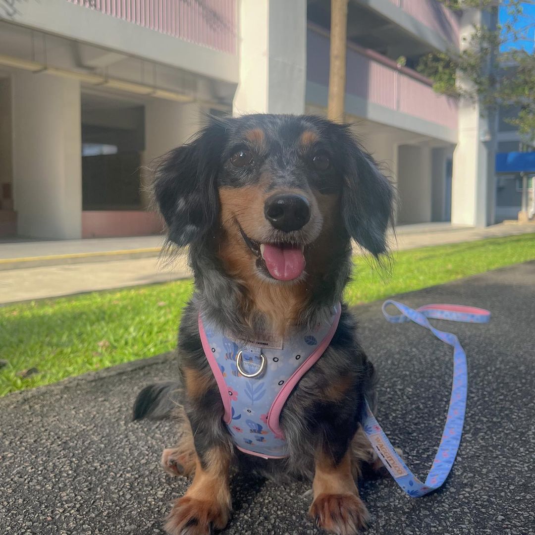 [L] Harness and Leash Bundle