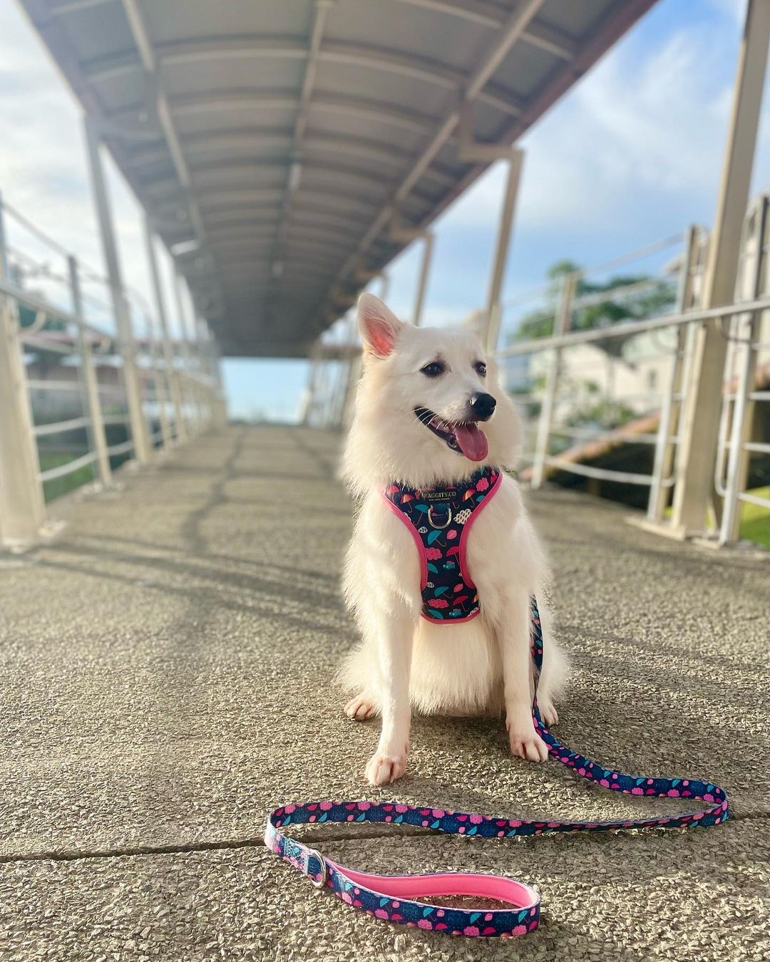 [M] Harness and Leash Bundle