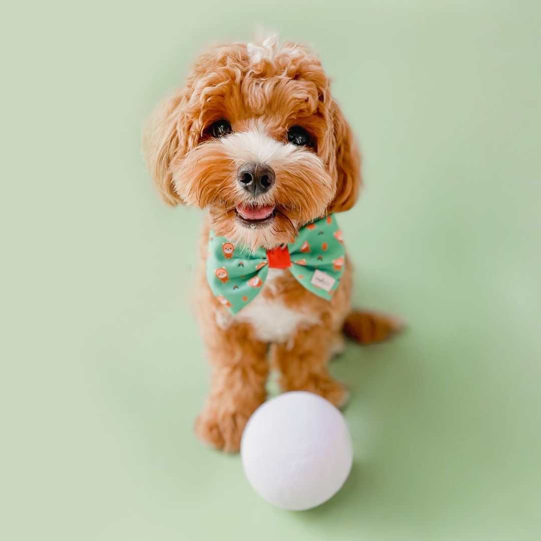 Gingerbread Paw