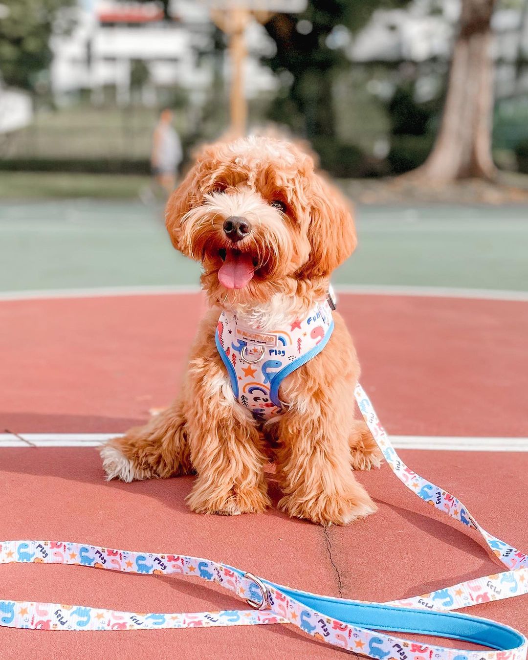 [L] Harness and Leash Bundle