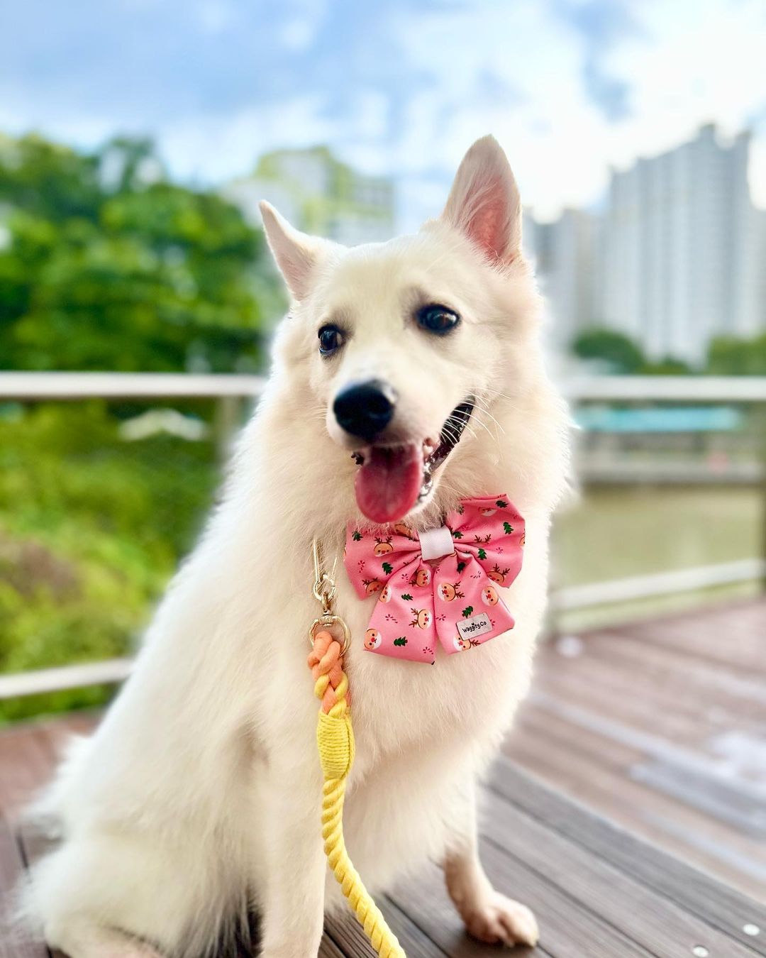 Rudolph in Pink