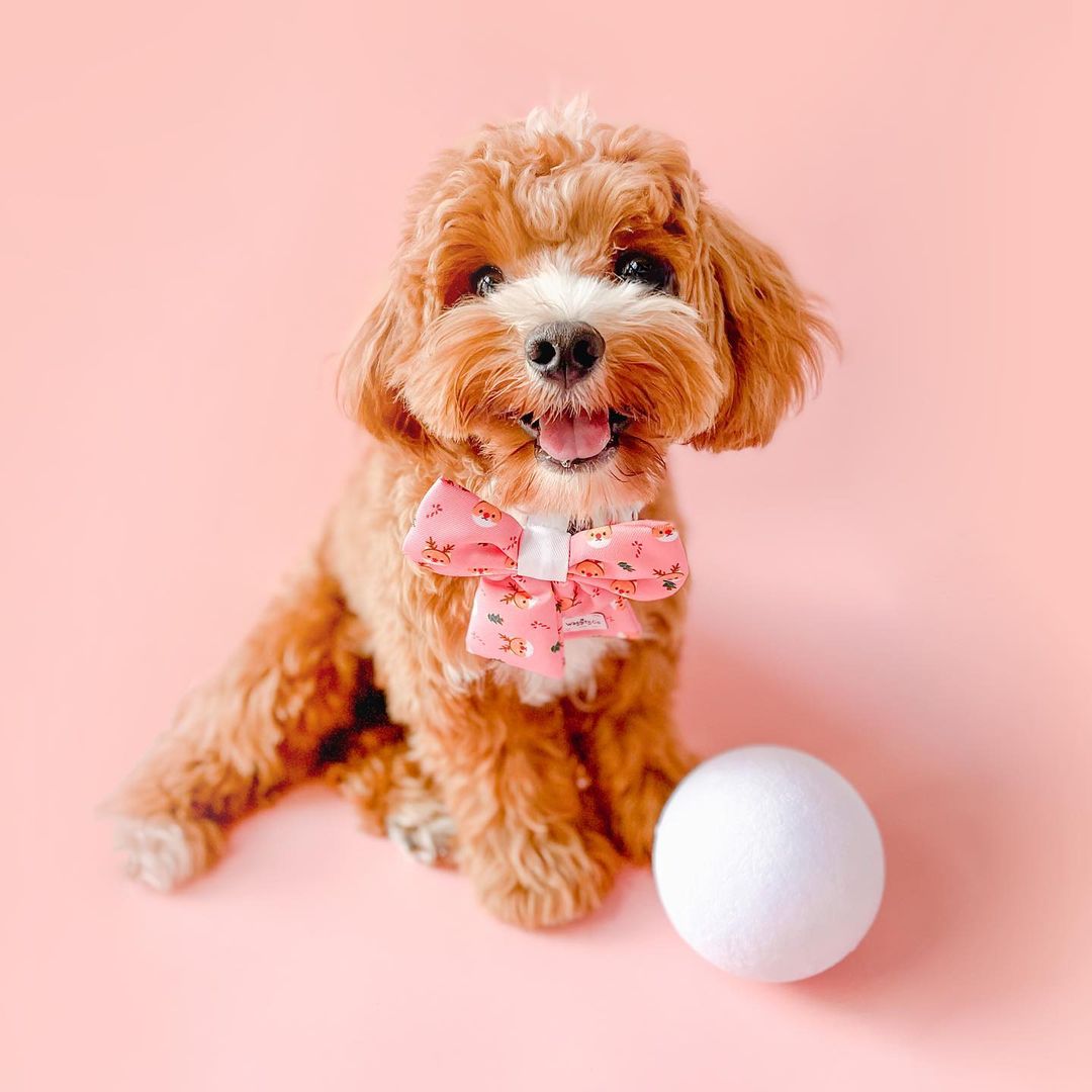 Rudolph in Pink