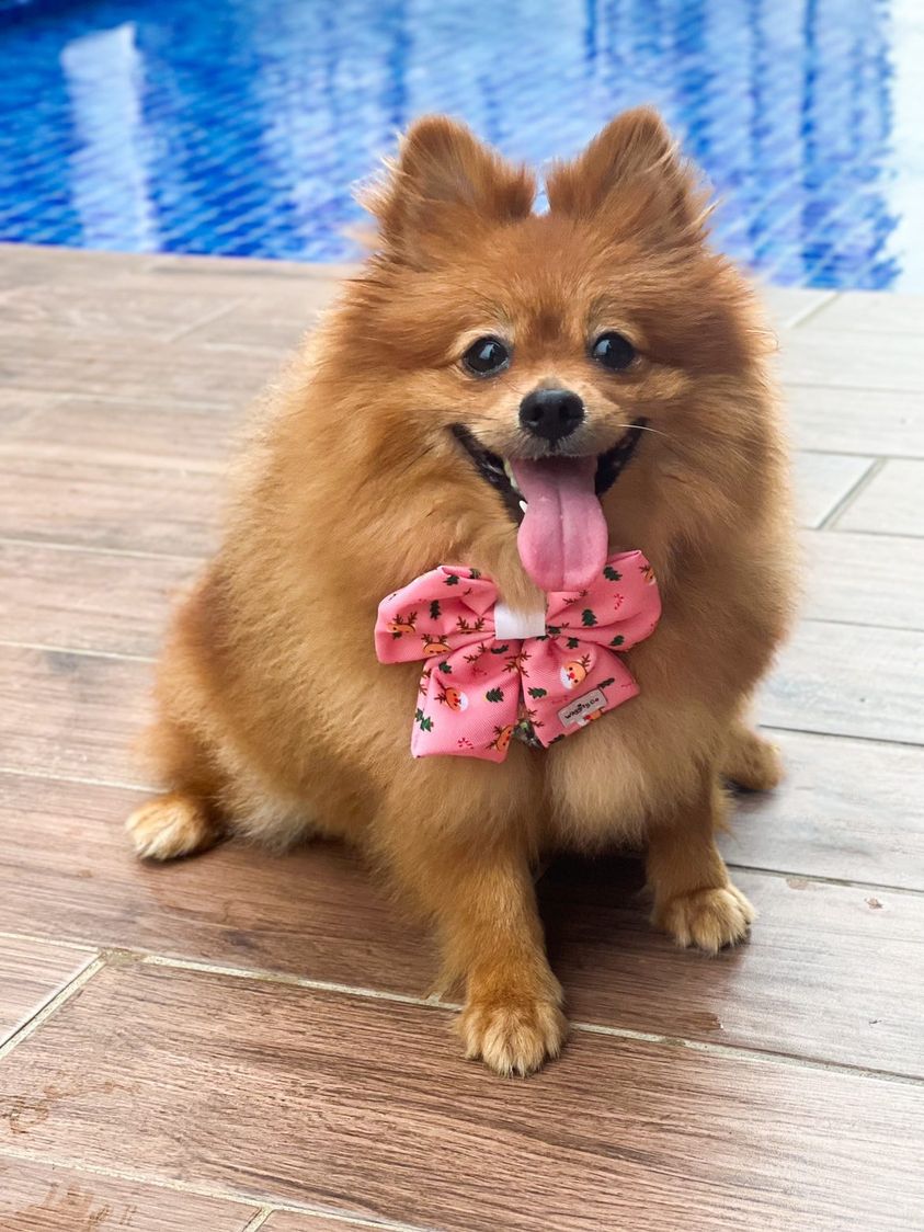 Rudolph in Pink